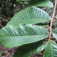 Uvaria semecarpifolia Hook.f. & Thomson